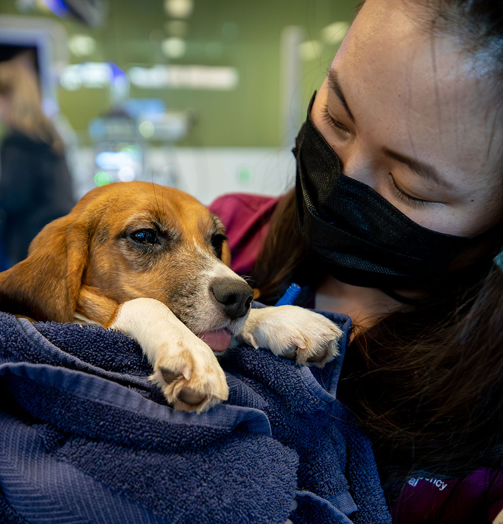 An Associate holding a small brown and white dog.