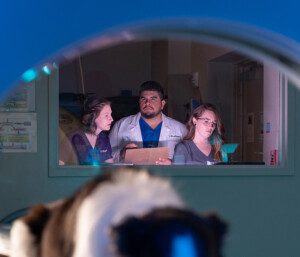 BluePearl associates monitoring an MRI while a dog is scanned.