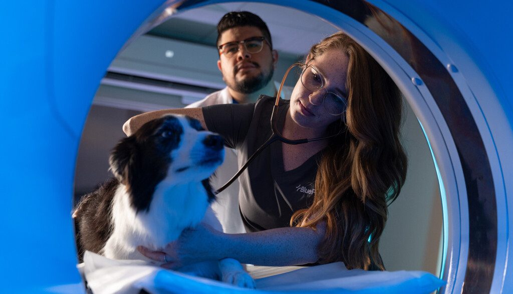 Meningitis and Encephalitis in Dogs and Cats - BluePearl Pet Hospital