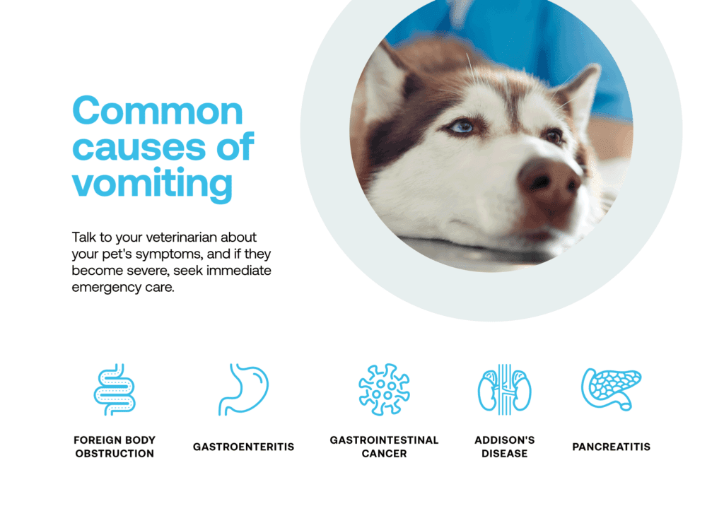 A graphic shows a dog's face with a list of the most common causes of vomiting in dogs.