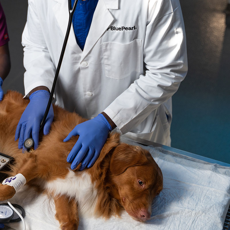 Associates calmly working with a patient.