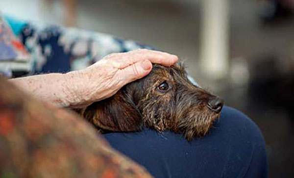 A small dog with their owner.