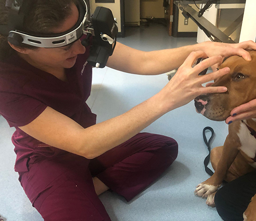 Ophthalmologist, Dr. Megan Cullen, examining a pit bull's eyes with the assistance of her veterinary technician.