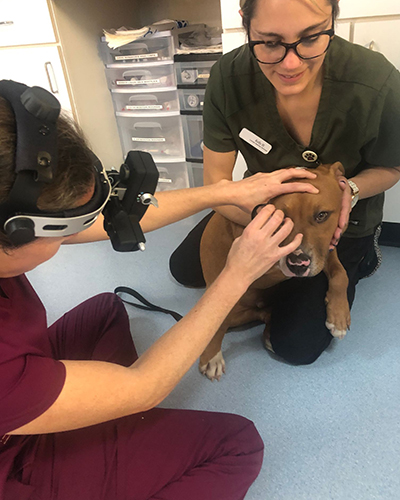 Veterinary ophthalmologist examining a patient