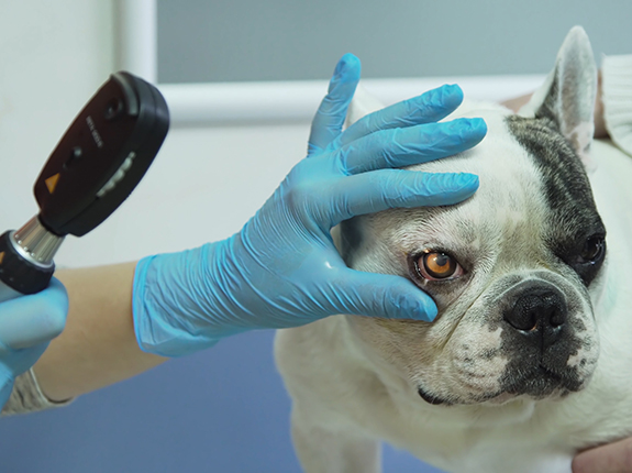 Veterinarian ophthalmologist doing medical procedure, examining the eyes of a dog in a veterinary clinic.