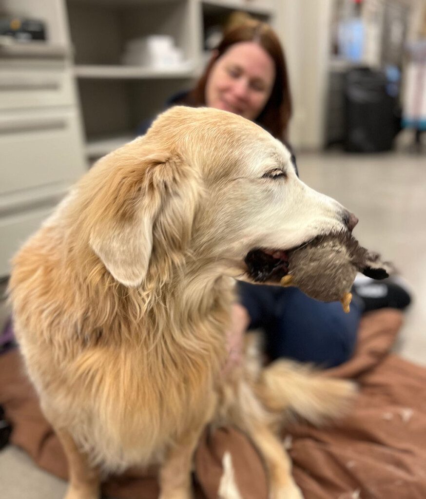BluePearl patient chewing on a duck toy in the recovery room of our Monroeville hospital.