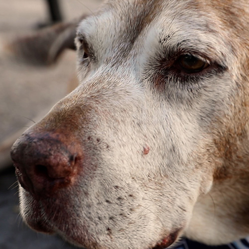 A close up of an older, reddish brown dog with a greying face.
