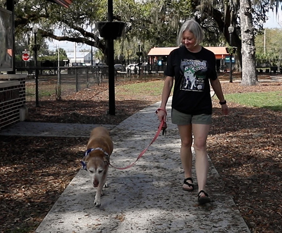 A woman walks in a park with her dog, a reddish brown Labrador pit bull mix with a greying face.