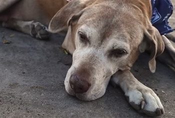 A close up of an older, reddish brown dog with a greying face.