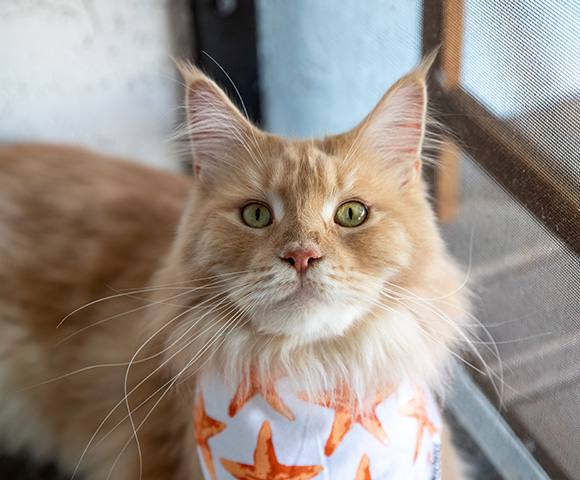 An orange cat with eager green eyes is wearing a white bandana with orange stars on it.