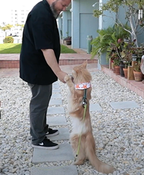 A leashed orange cat wearing a bandana eagerly reaches up to receive a treat from a man in a black shirt.