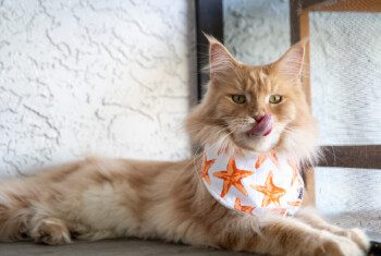 An orange cat wearing a white bandana with orange stars on it lounges on a patio.