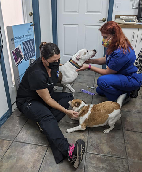 Two veterinary professionals sit on the floor with two very happy dogs, giving them lots of love.