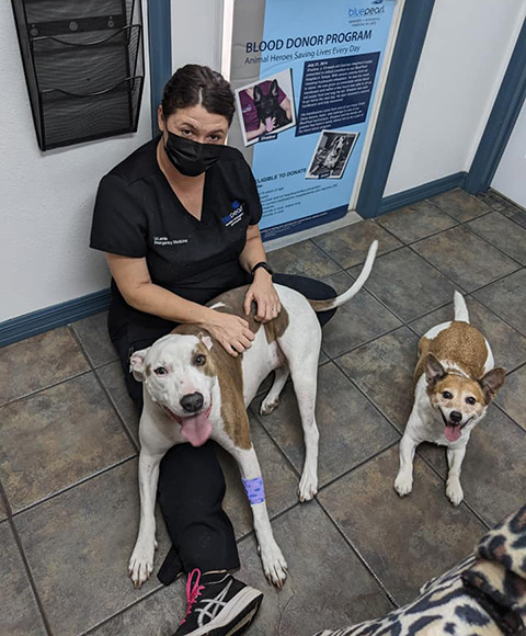 A brown and white pit bull wags her tail and gets lots of pets from a veterinary professional in a mask while sitting on the floor together. A second dog sits on the floor with them and looks up happily.