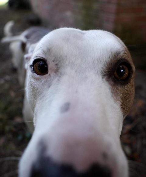 A close-up of a brown and white pit bull "booping" the camera with her nose.