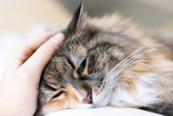A cat leans into a hand that is petting its head.