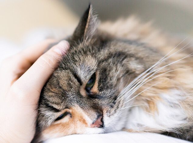 A cat leans into a hand that is petting its head.