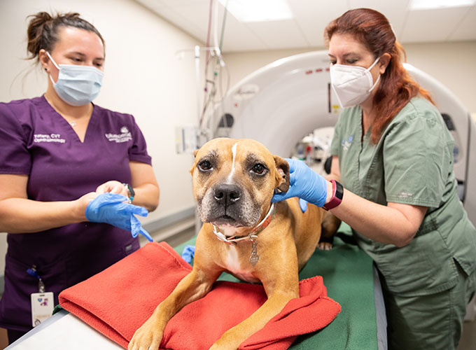 BluePearl clinician preparing a dog for a diagnostic scan.