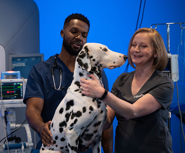 BluePearl Clinician and Radiation Tech petting a Dalmatian after the pet received a scan.