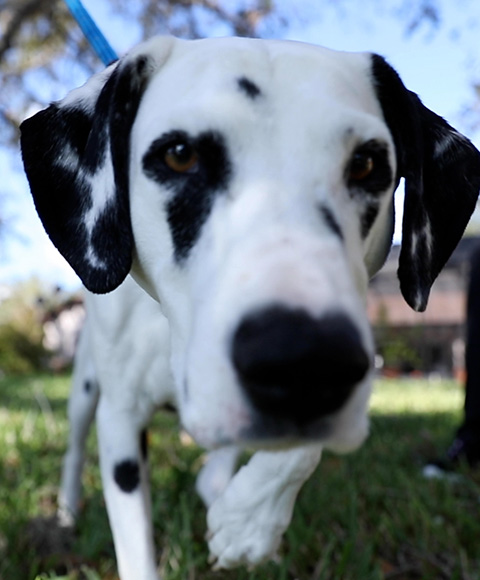 A close up of a dalmatian outdoors in a park with blue skies and green grass.