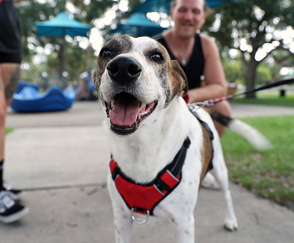 A small brown and white dog in a red harness happily stands in a park with his tongue lolling out. His owner crouches behind him, smiling.