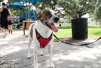 A small brown and white dog in a red harness happily stands in a park with his tongue lolling out.
