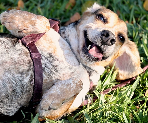 A small dog "smiles" while rolling around on her back in bright green grass.
