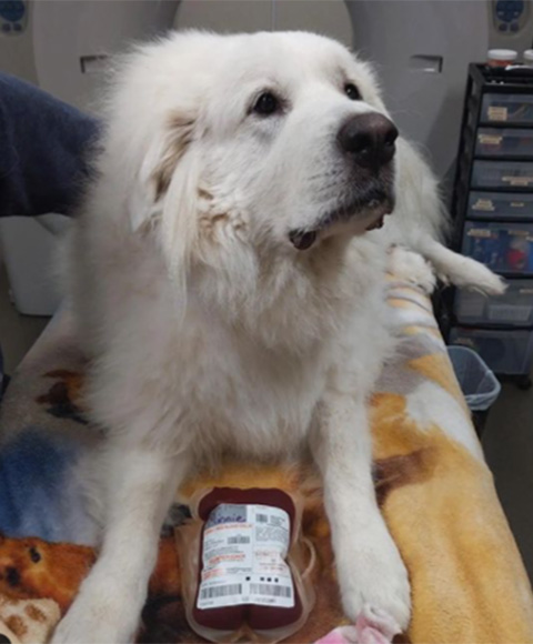 A white great Pyrenees sits proudly with a bag of donated blood product in front of her.
