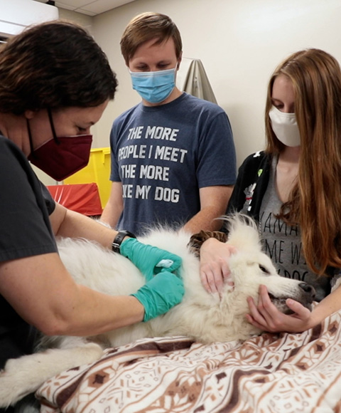 A white great Pyrenees is surrounded by her loving owners and a vet tech as she donates blood.