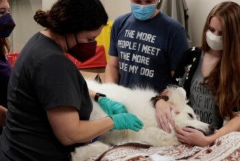A white great Pyrenees is surrounded by her loving owners and vet techs as she donates blood.