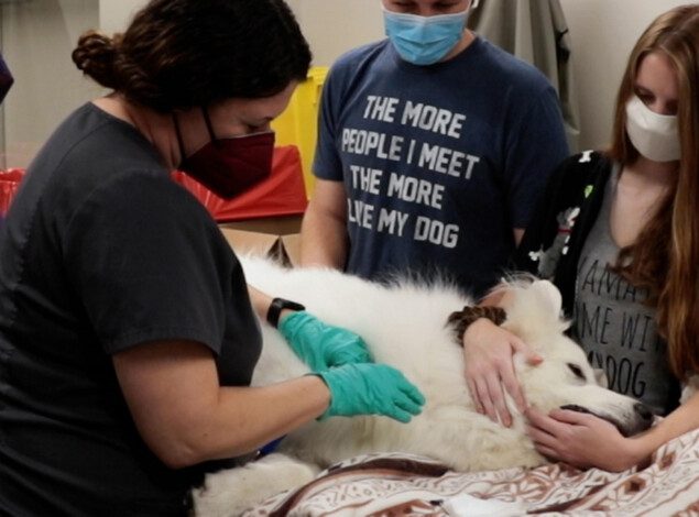 A white great Pyrenees is surrounded by her loving owners and vet techs as she donates blood.