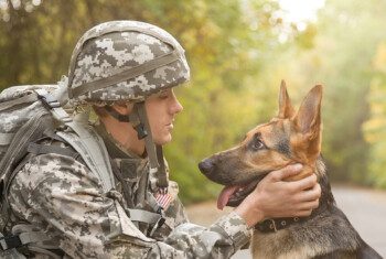 A U.S. Army solider in fatigues pets the head of a German shepherd dog.