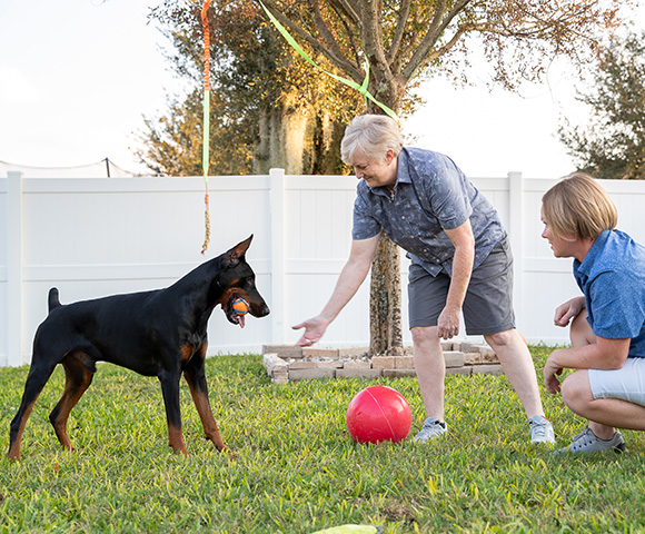 A Doberman plays with two adults and a big red ball in a backyard with green grass and a white fence.