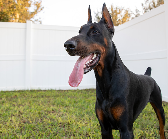 A Doberman with his tongue lolling out stands at attention in a backyard with green grass and a white fence.