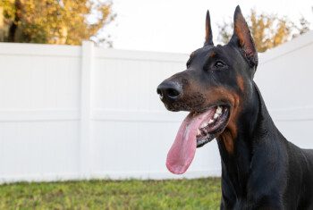 A Doberman with his tongue lolling out stands at attention in a backyard with green grass and a white fence.