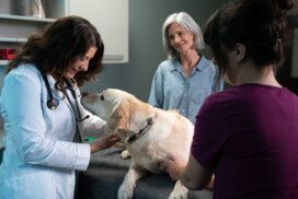 Your Pet is Our Passion – Veterinary Internal Medicine by BluePearl San ...