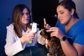 A BluePearl veterinary ophthalmologist examines a cat’s eye while a vet tech helps hold them still.