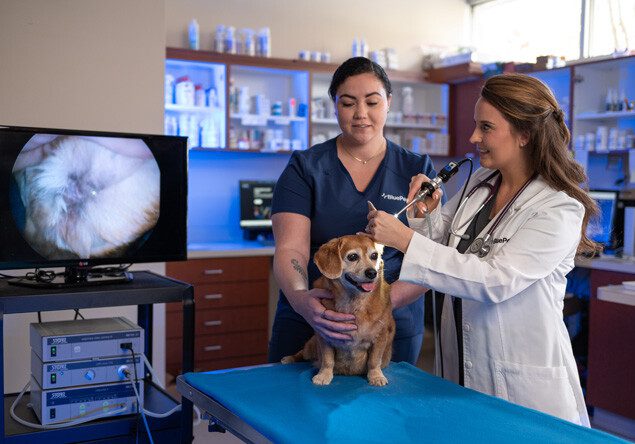 A BluePearl veterinary dermatologist uses a device to look inside a dog’s ear.