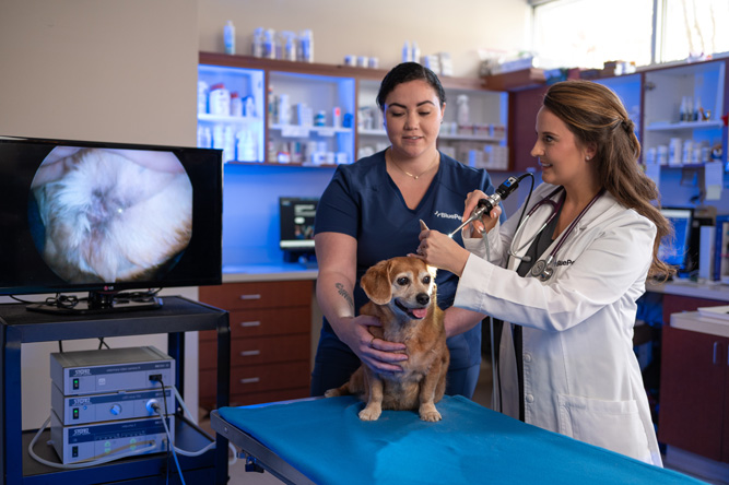 A BluePearl veterinary dermatologist uses a device to look inside a dog’s ear.
