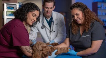 A BluePearl urgent care vet and two other vet technicians gently lay a long-haired dog down on an exam table.