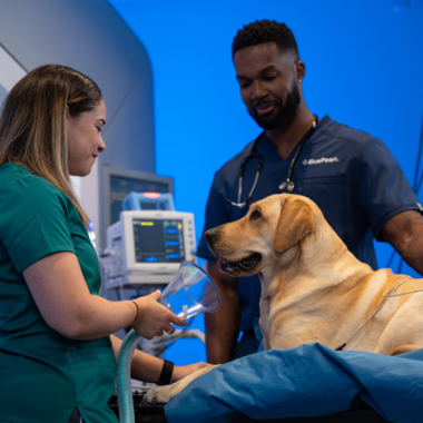 A BluePearl anesthesiology and pain management vet prepares to fix an anesthetic facemask on a yellow lab while a vet tech helps hold the dog on the exam table.