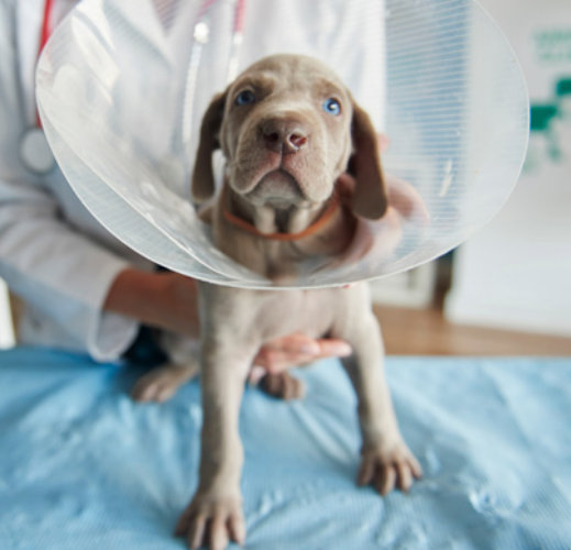 A vet specialist holds a small grey puppy wearing a cone on an exam table.