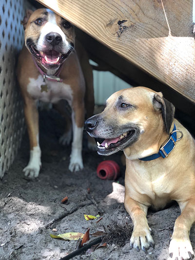 Two dogs relaxing outside under stairs with toys between them.