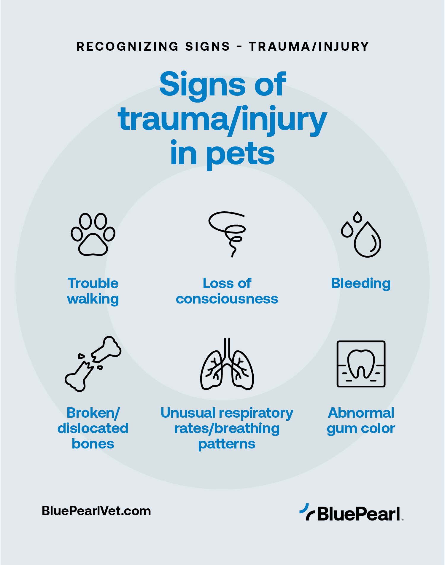 How to Recognize Signs of Trauma and Injury in Pets BluePearl Pet