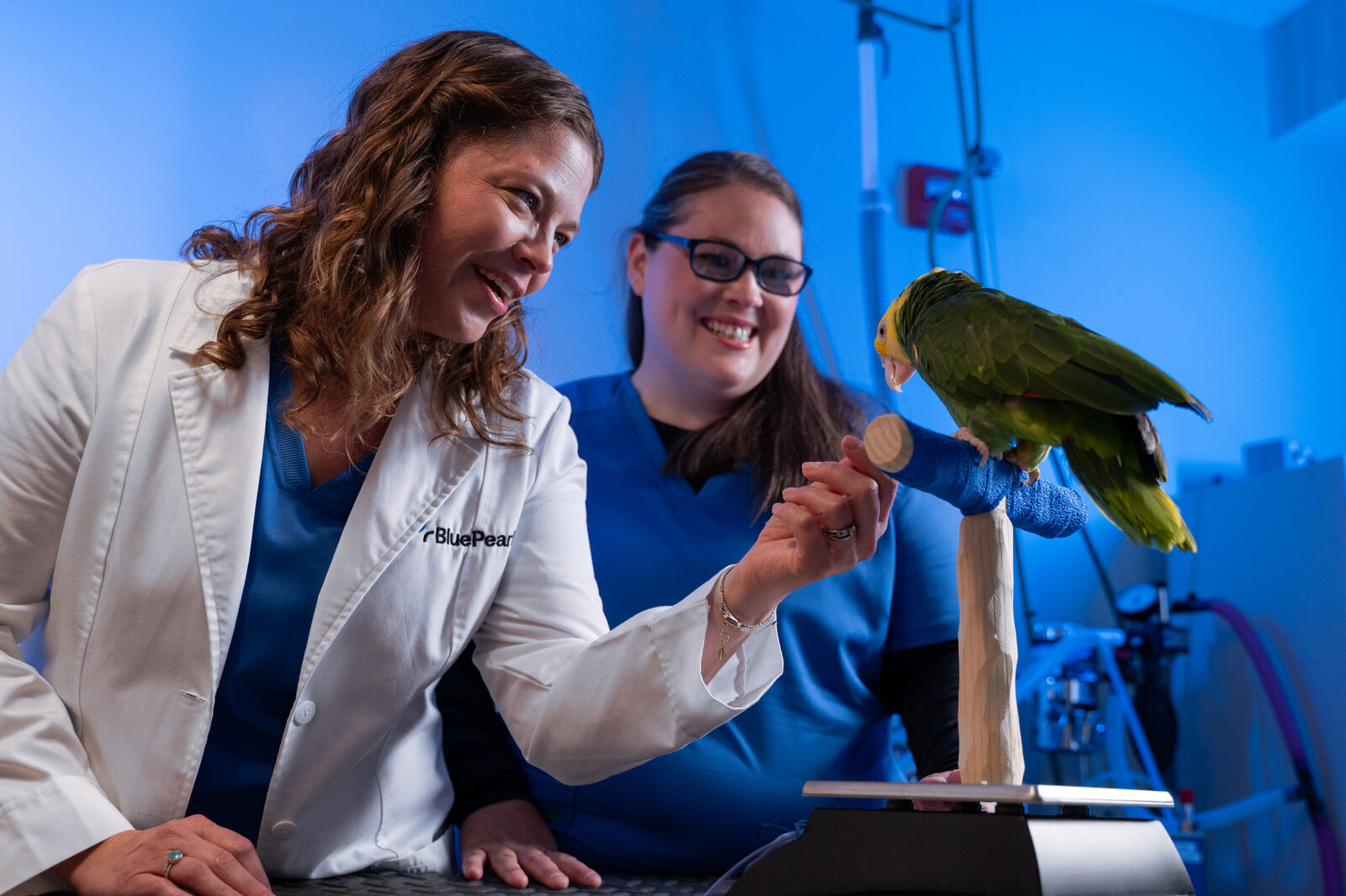 A BluePearl avian and exotics vet greets a parrot on a perch.
