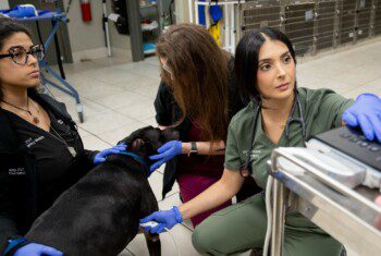 A veterinarian and vet techs perform an ultrasound on a dog