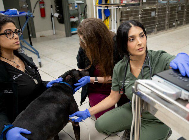 A veterinarian and vet techs perform an ultrasound on a dog