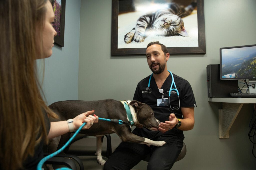 Chronic Pet Illness Monterey | Internal Medicine Long-Term Care | BluePearl