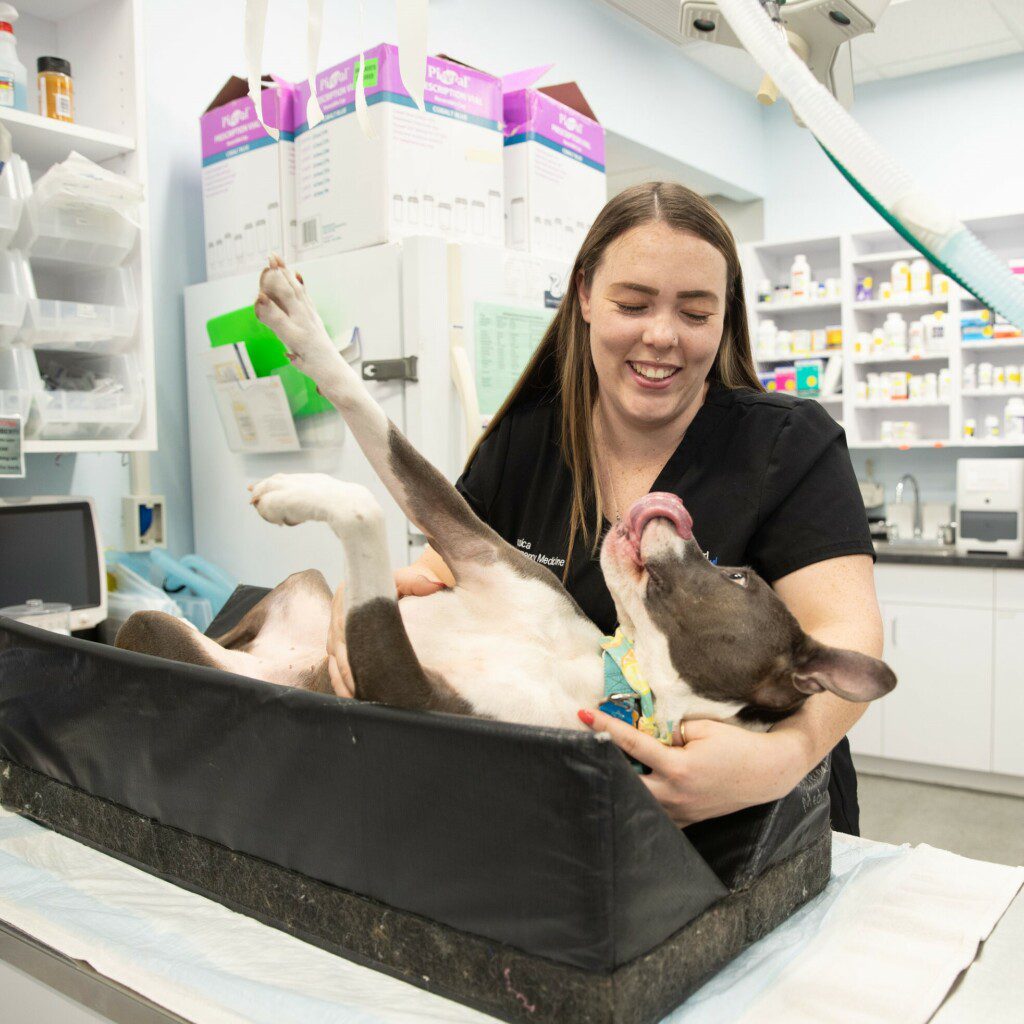 Vet tech prepares dog for imaging