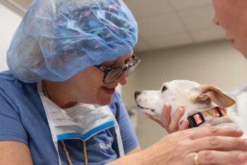 A veterinary surgeon examines a dog